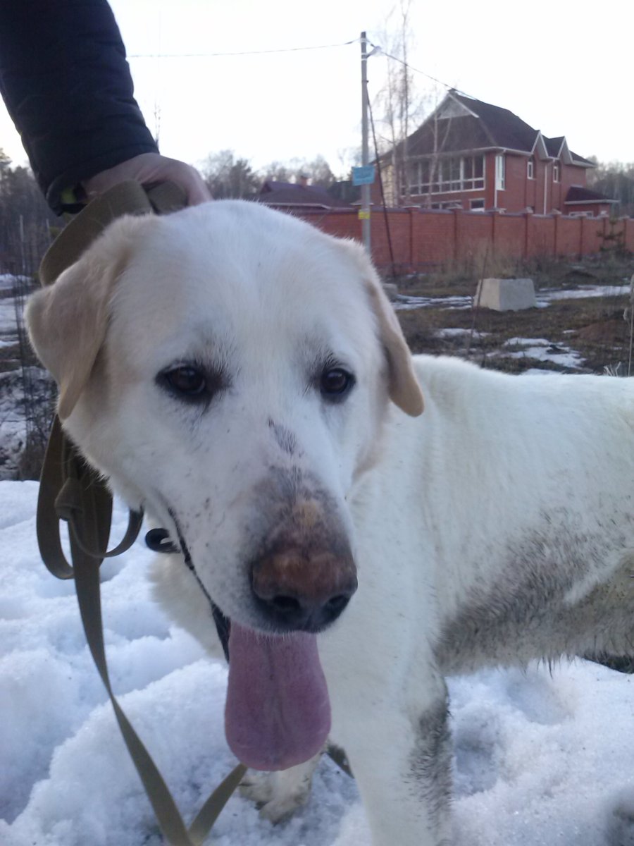 Метис алабая и лабрадора