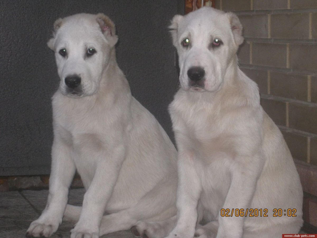 Метис алабая и лабрадора