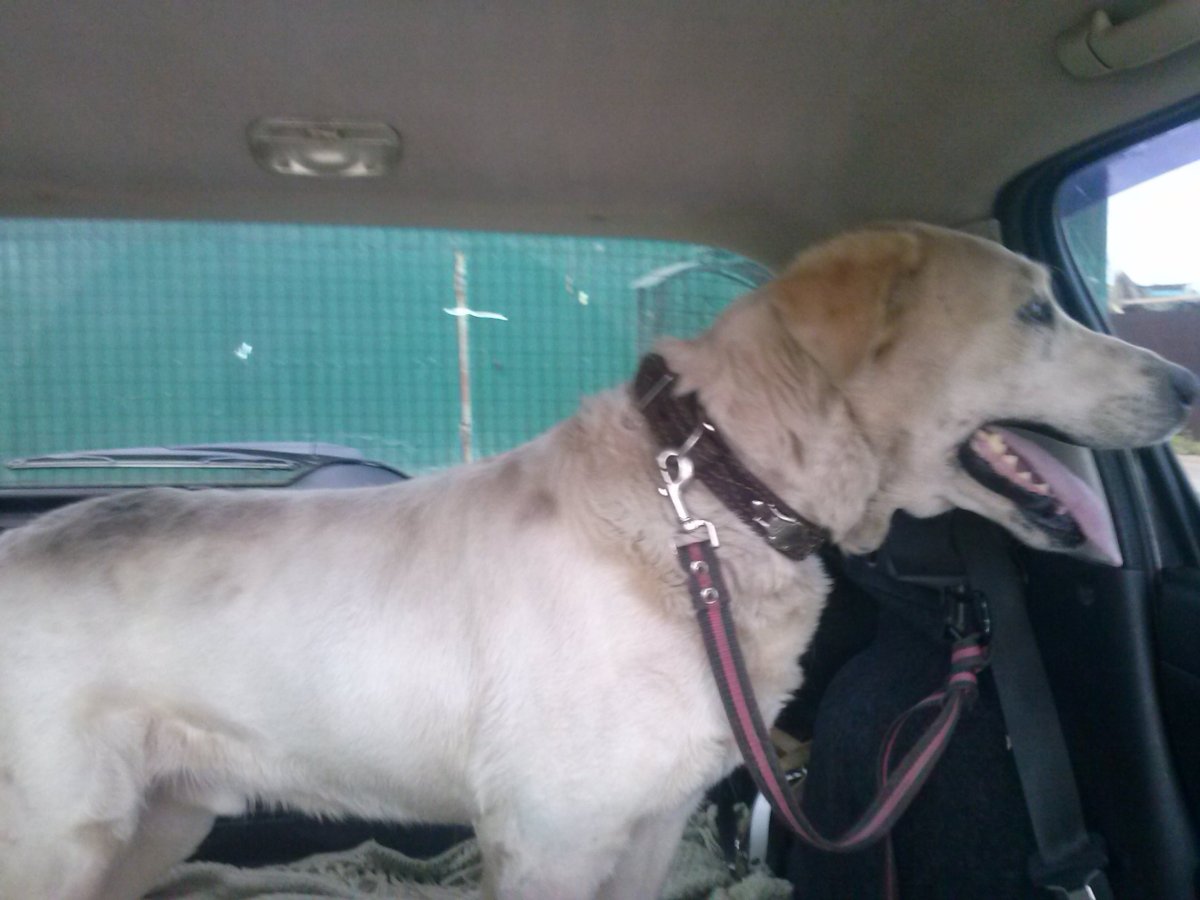 Мопс алабай бульдог метис