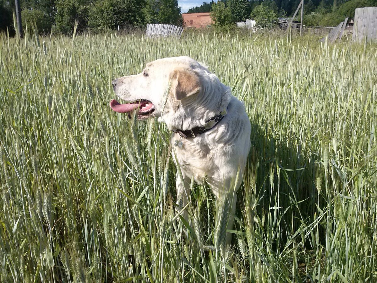 Метис хаски алабай