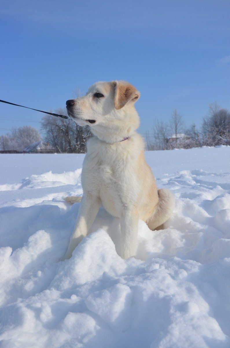 Метис азиата и лабрадора