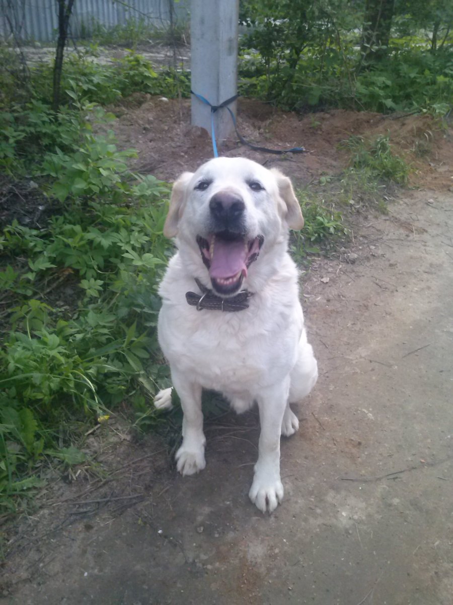 Метис алабая и лабрадора