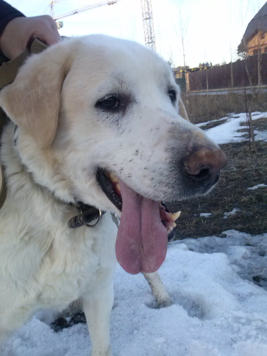 Метис алабая и лабрадора