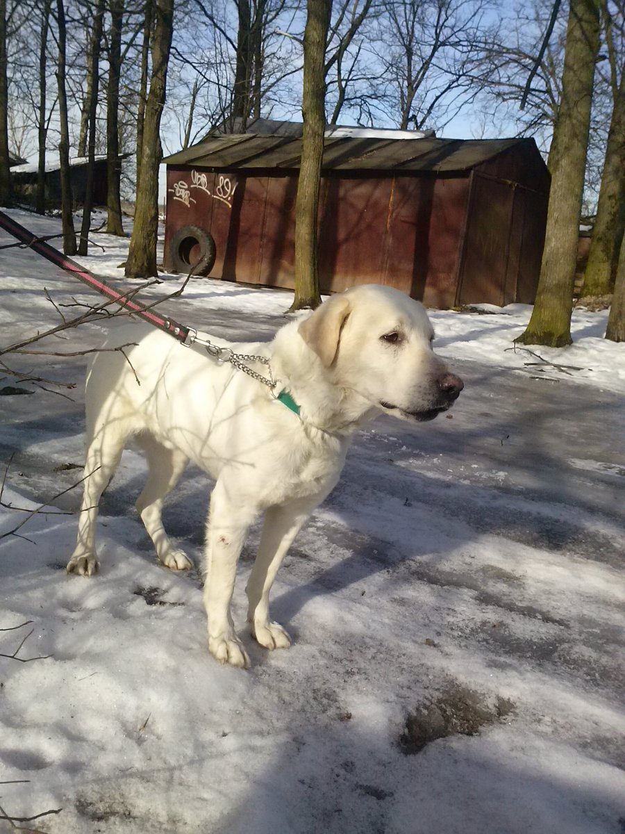 Помесь лабрадора и алабая