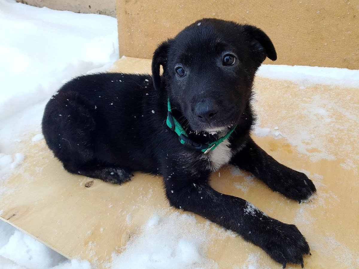 Метис акиты и лабрадора