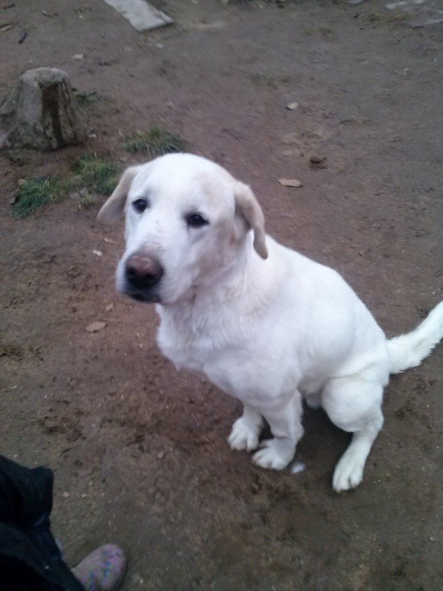 Алабай и лабрадор помесь