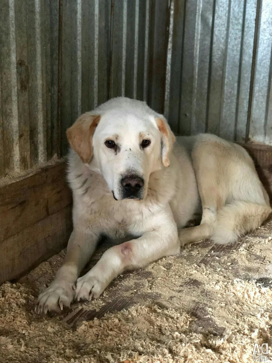Помесь среднеазиатской овчарки и алабая