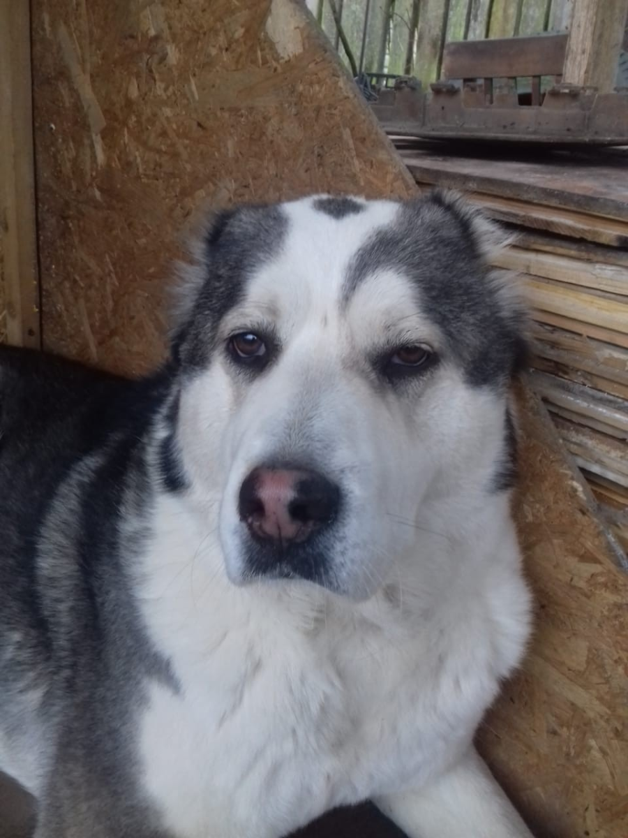 Собака Среднеазиатская овчарка алабай