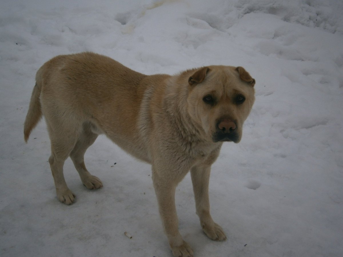 Акита и лабрадор