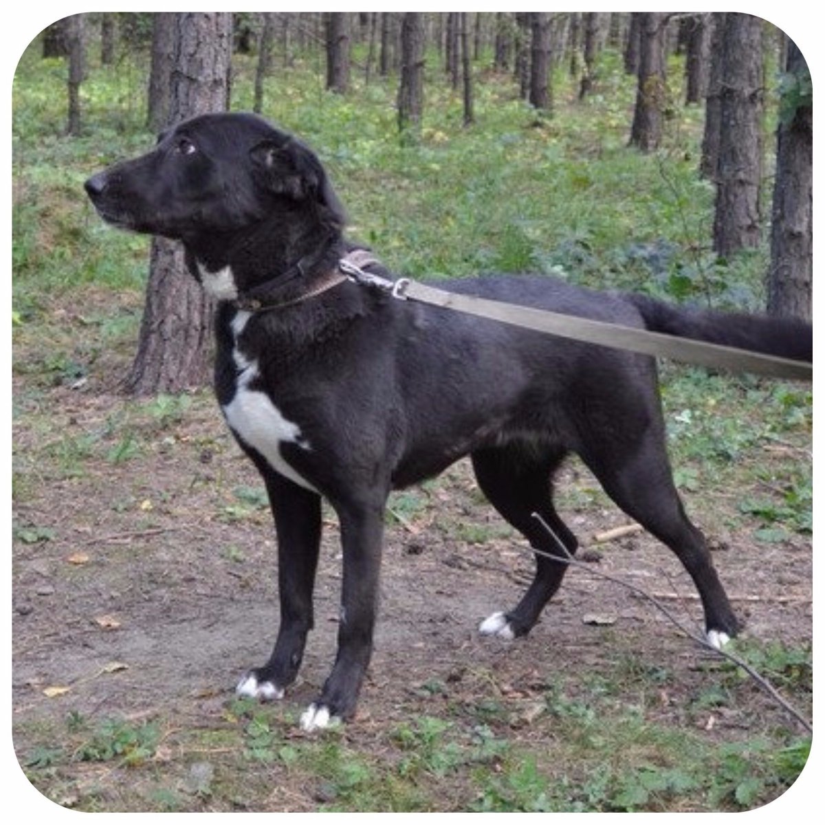 Алабай и Стаффорд