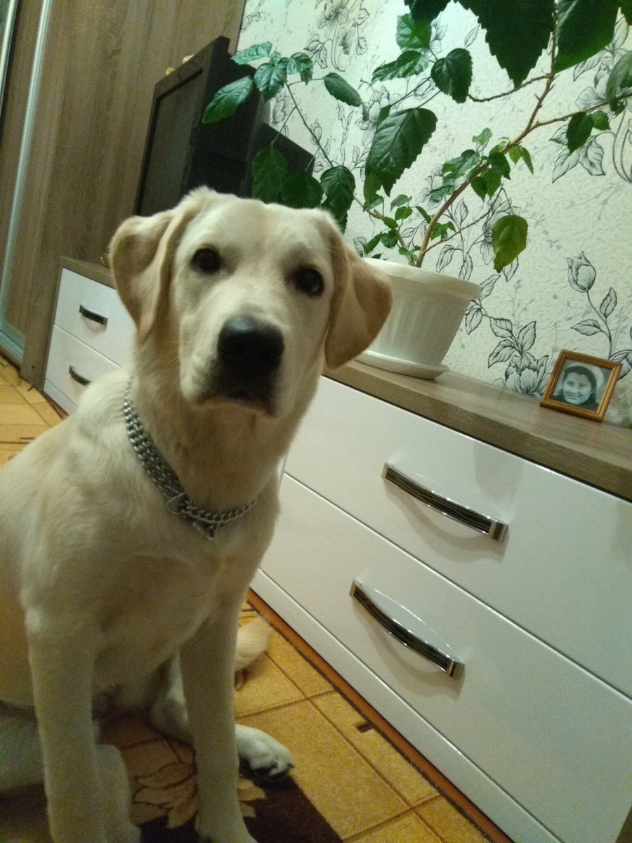 Щенки метисы лабрадора