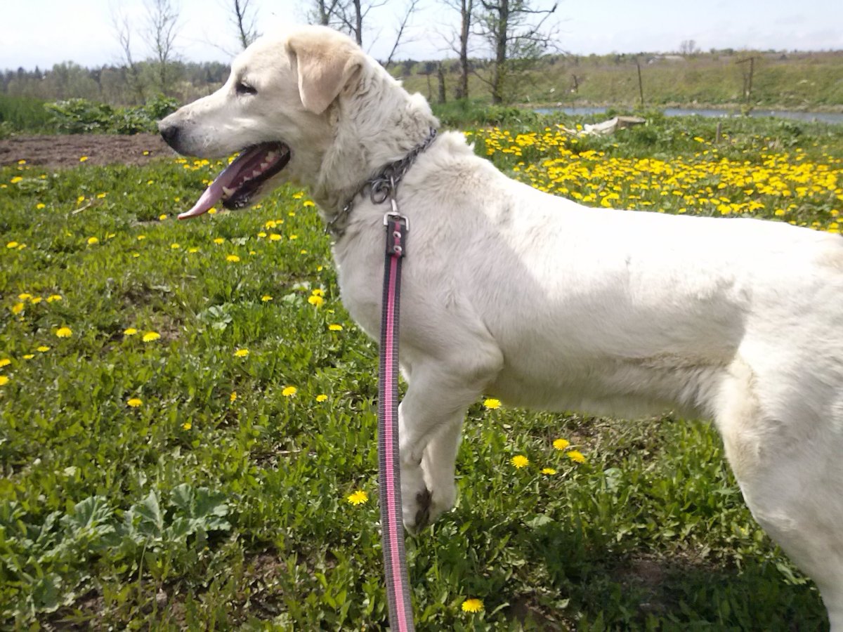 Метис алабая и лабрадора