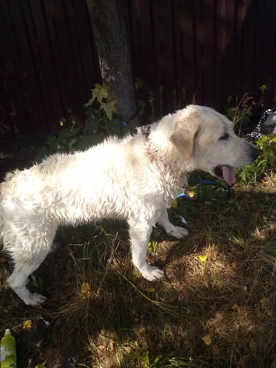 Метис лабрадора и лайки черный