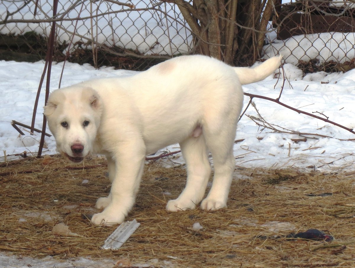 Алабай с лабрадором метис