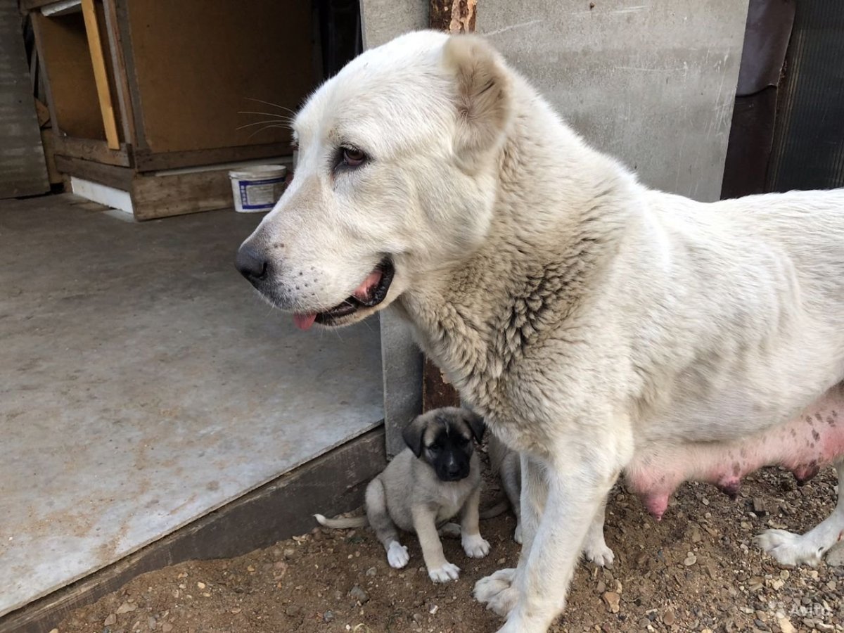 Помесь среднеазиатской овчарки и алабая
