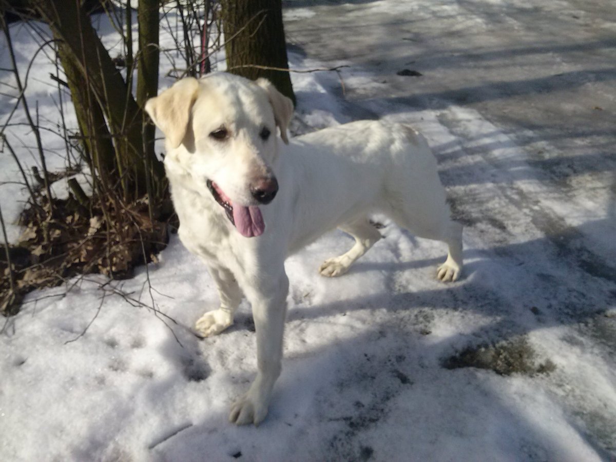 Алабай с лабрадором метис