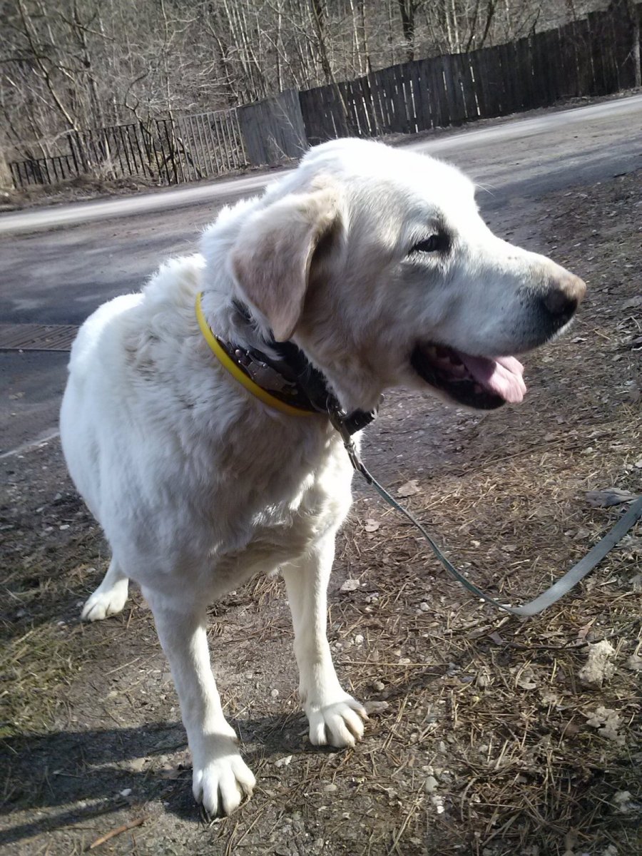 Алабай и лабрадор помесь