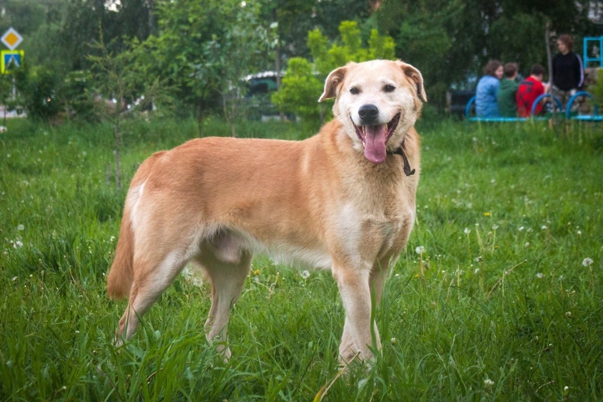 Алабай гладкошерстный