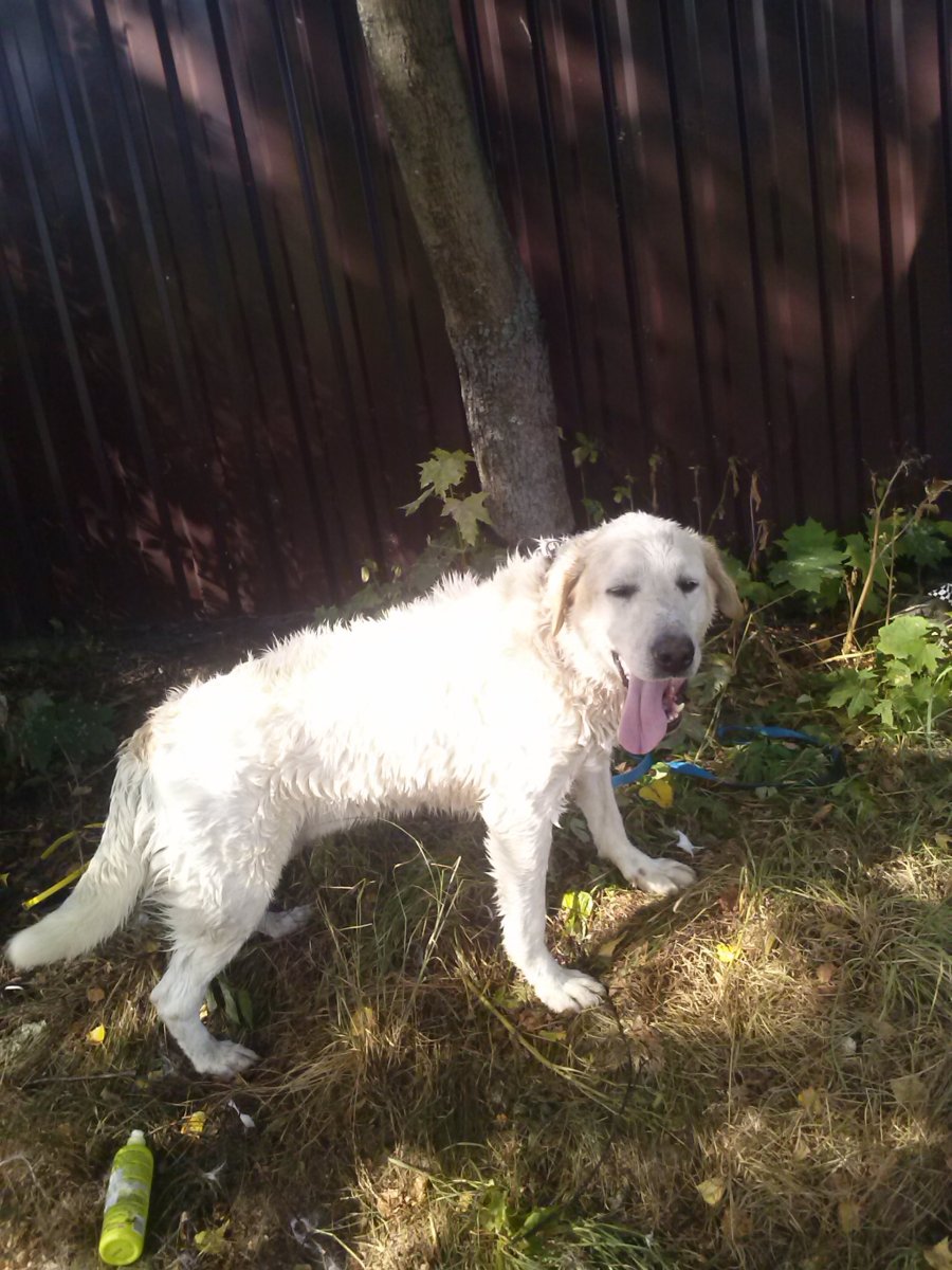 Метис алабая и лабрадора