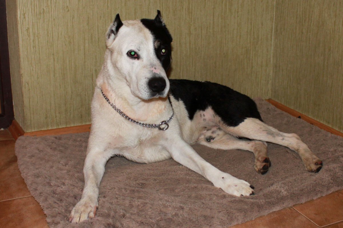 Щенок алабая и лабрадора