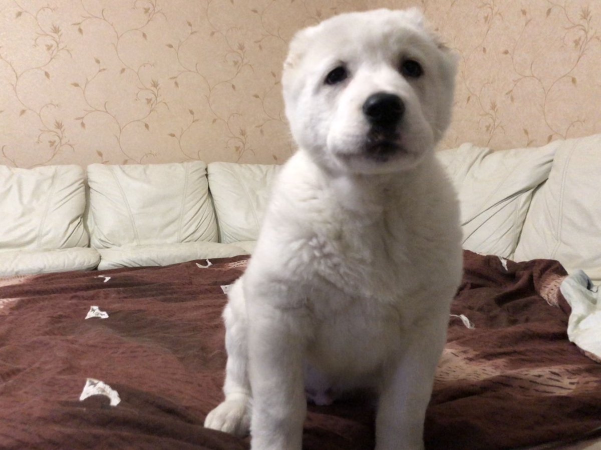 Метис алабая и шарпея