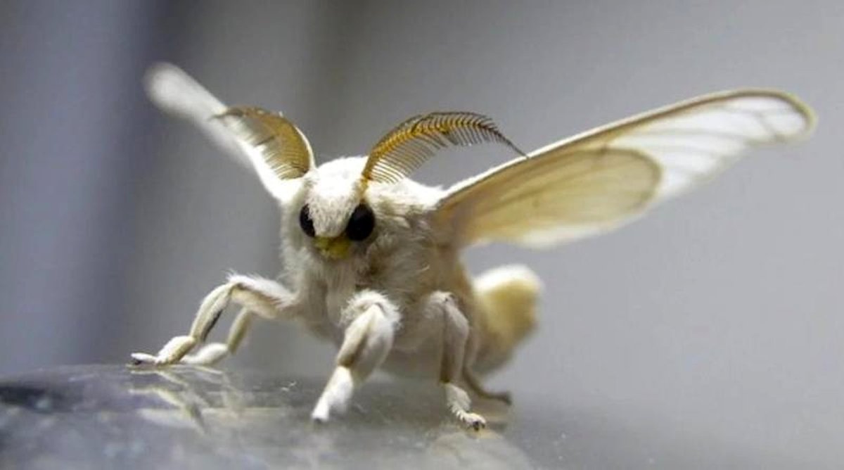 Венесуэльский пуделевый мотылек