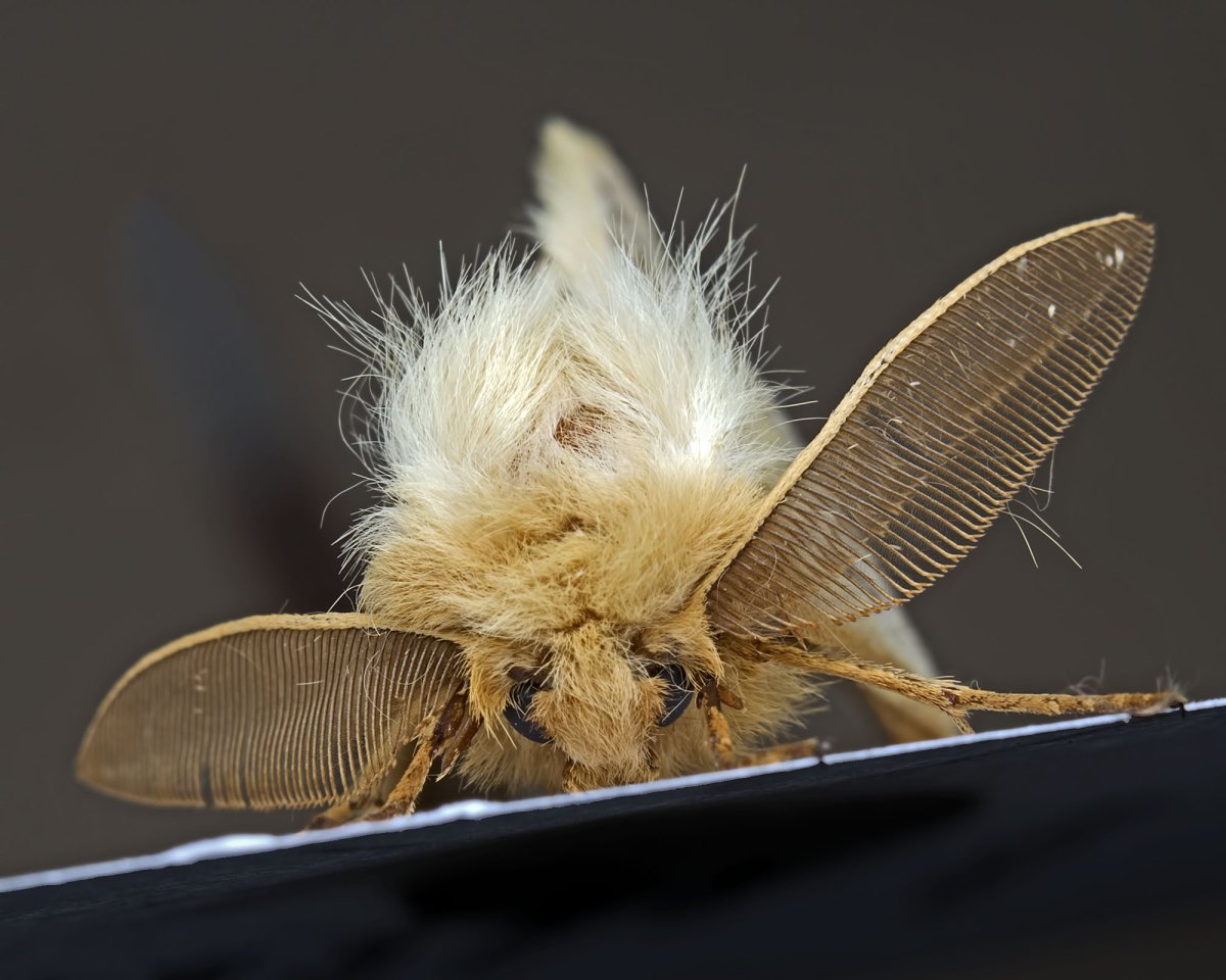 Платяная моль (Tineola bisselliella)