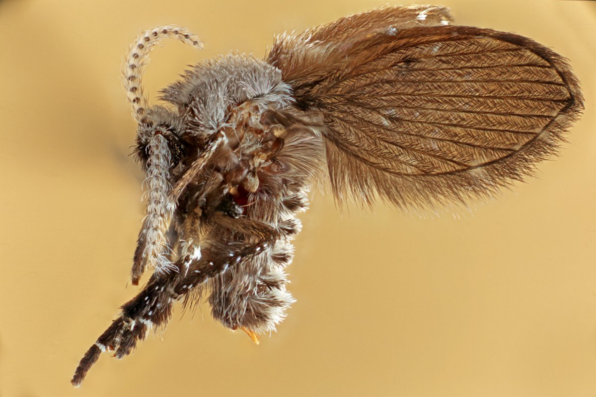 Крылья насекомых