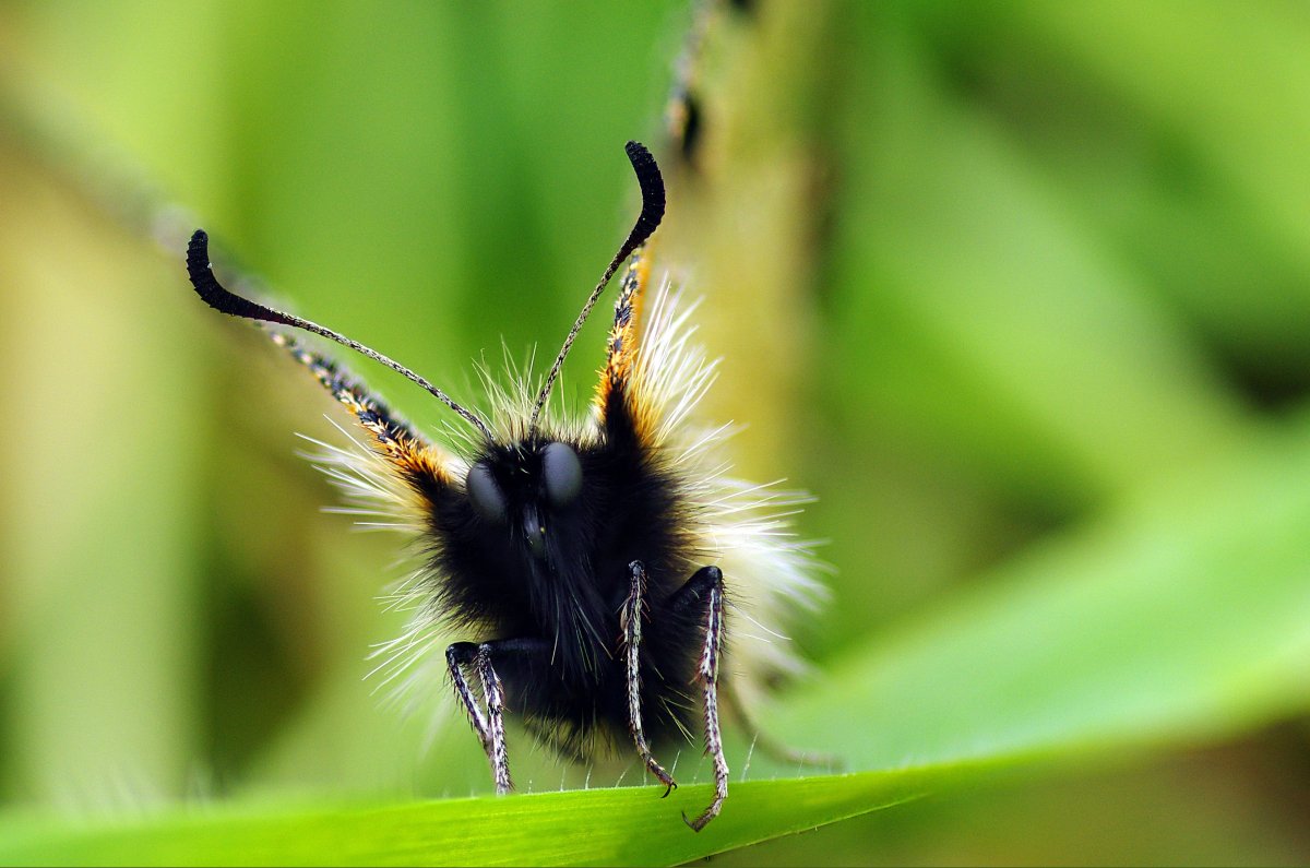 Мохнатые насекомые