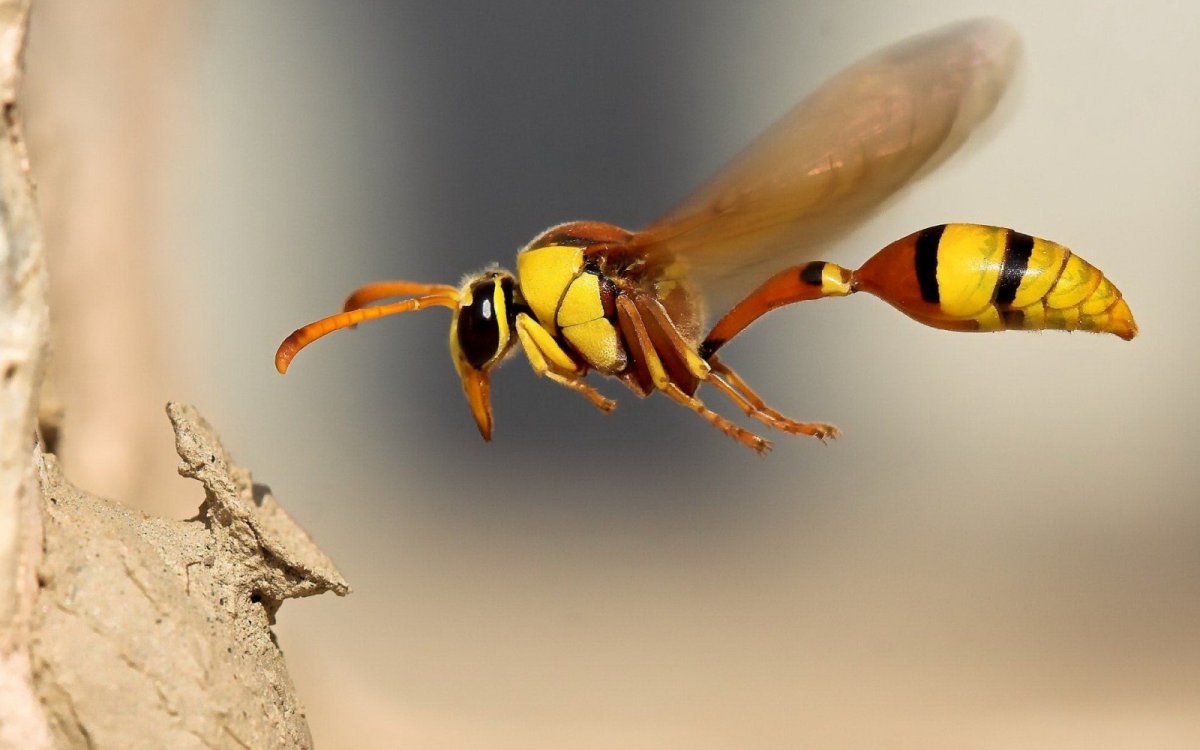 Оса пелопей личинки
