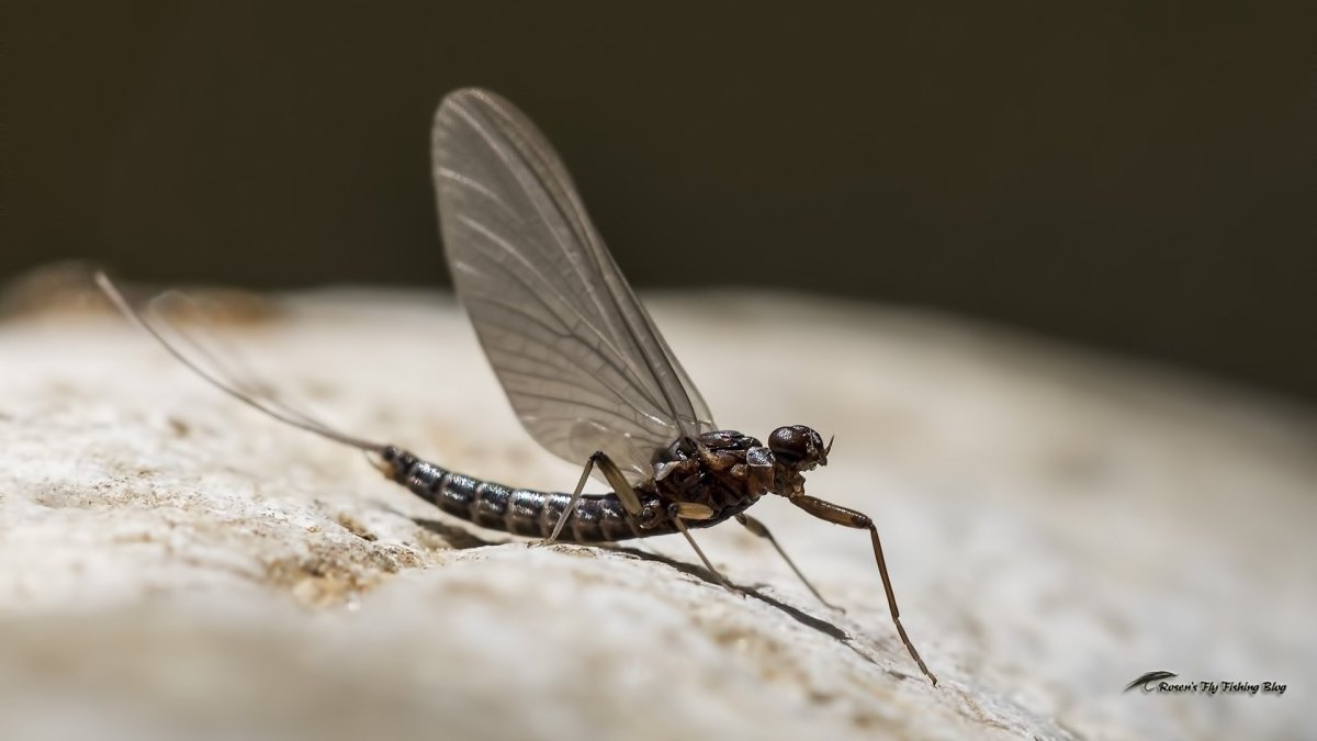 Летающее насекомое с длинным хвостом