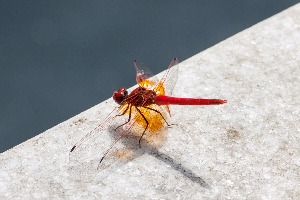 Летающее насекомое с красными глазами