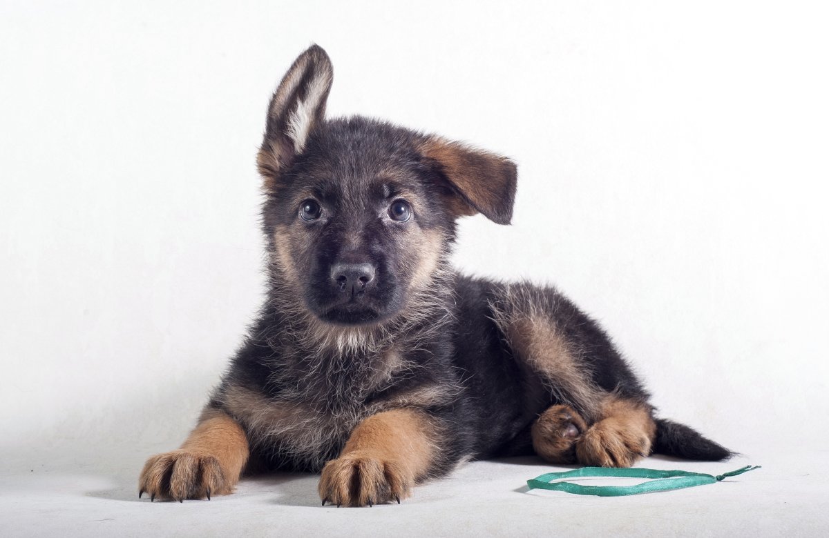 Метис немецкой овчарки щенок 2 месяца