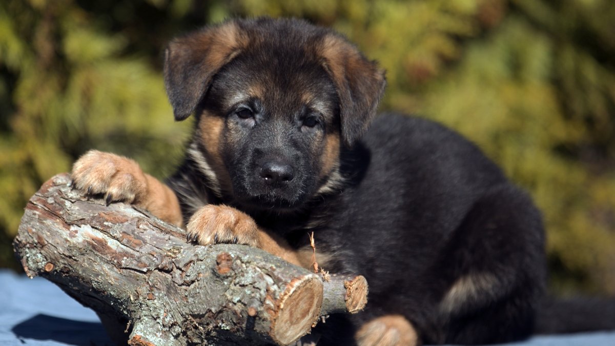 Щенок немецкой овчарки 3 месяца