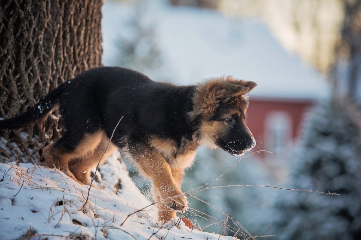 Щенки немецкой овчарки фото с 1 месяца и до года