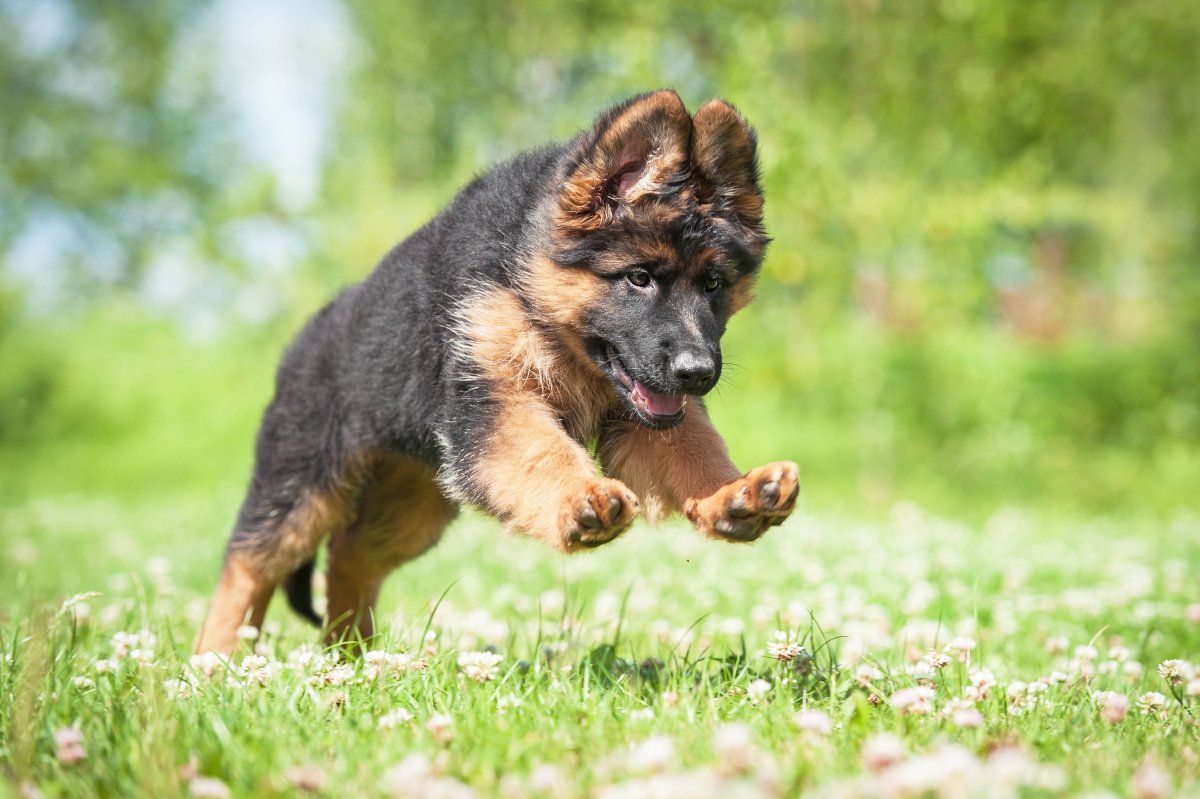 Щенок овчарки