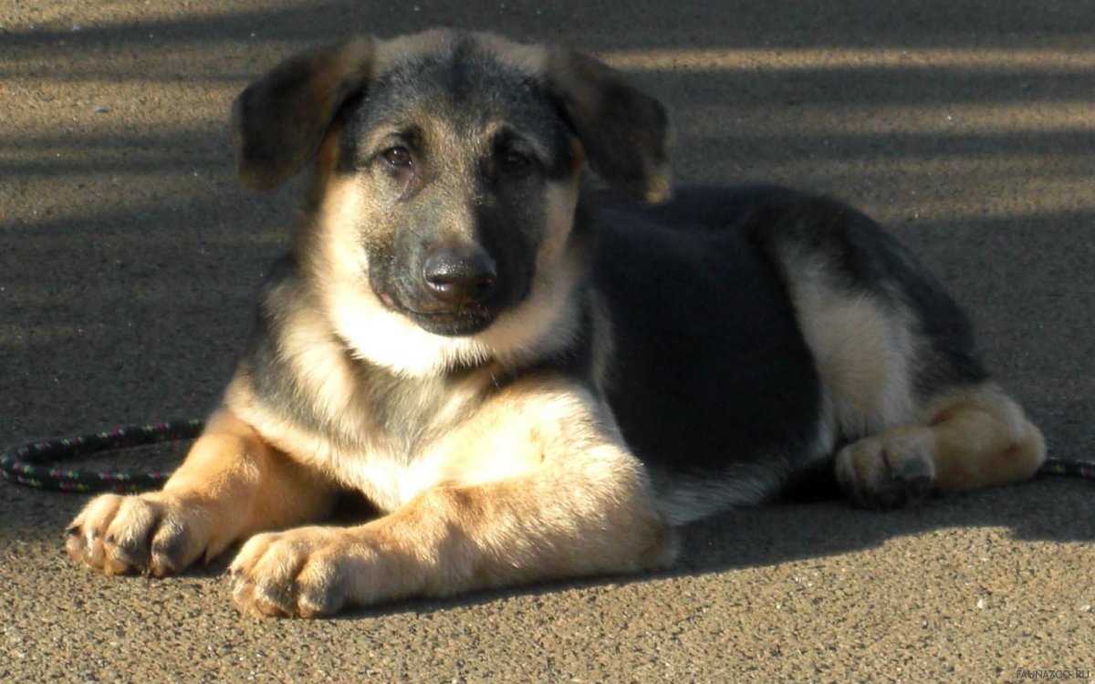 Восточно-европейская овчарка