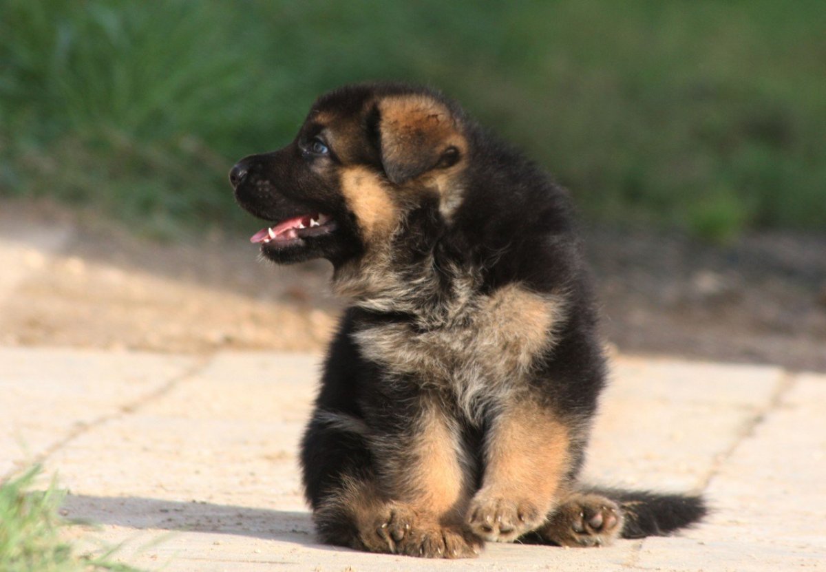 Щенки Восточно европейской овчарки