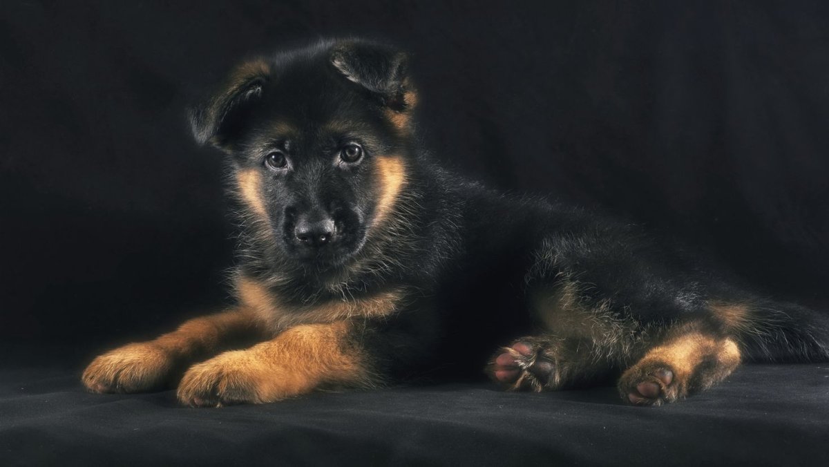 Собака немецкая овчарка щенок