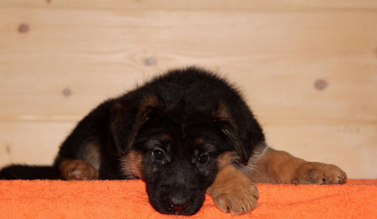 Немецкая овчарка щенок Арчи