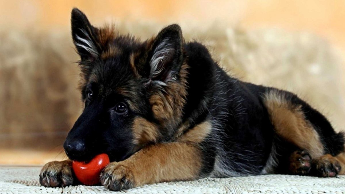 Вислоухая дворняжка