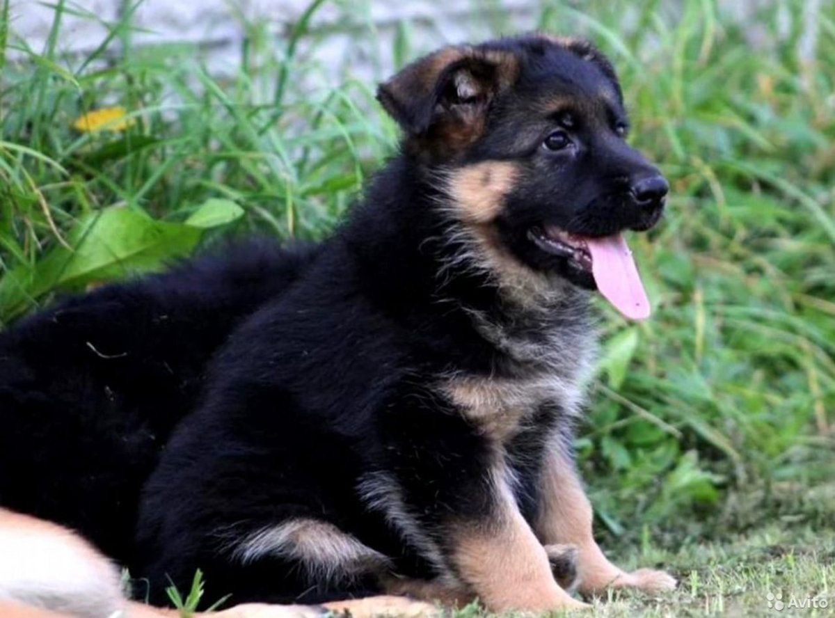 Вислоухая овчарка