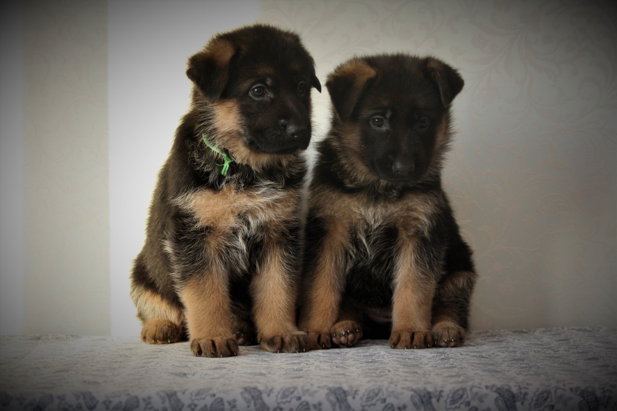 Маленькая овчарка