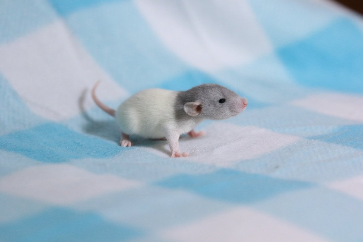 Крысята Дамбо рекс