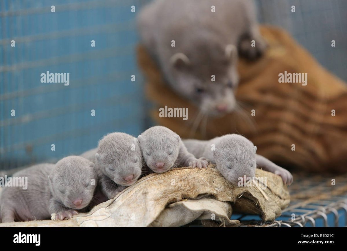 Лысая норка животное