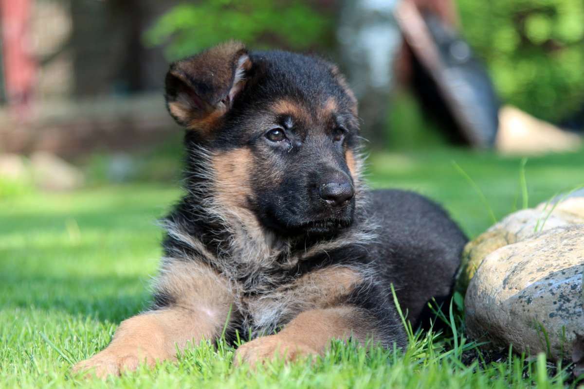 Овчарка обои