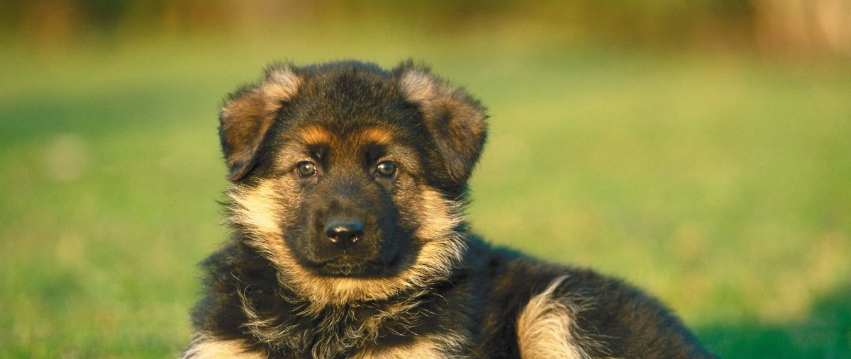 Щенки немецкой овчарки Веселые