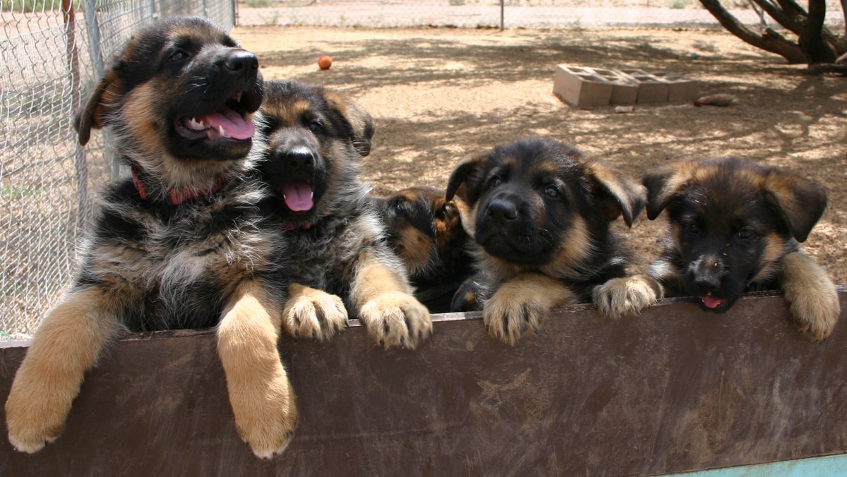 Вислоухая овчарка