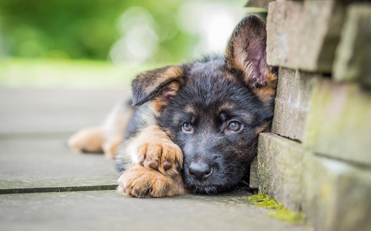 Щенок немецкой овчарки 2 месяца