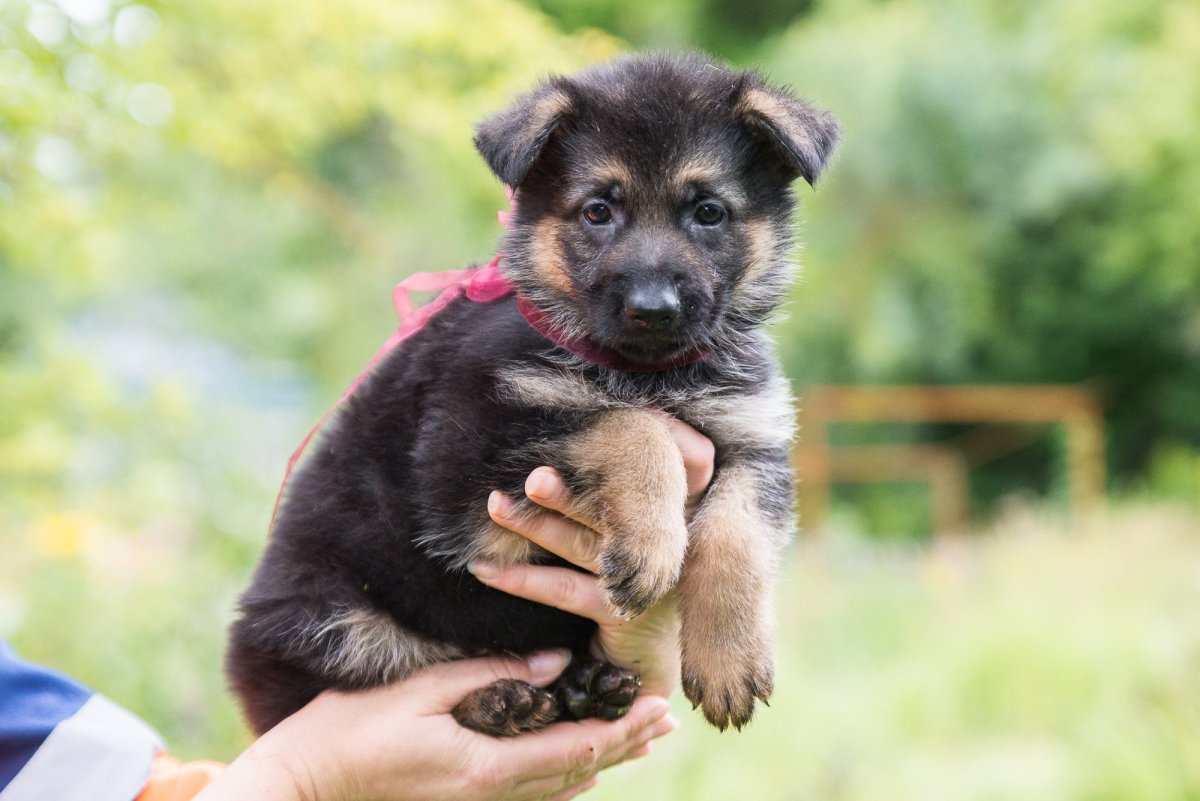 Немецко дворняжка овчарка
